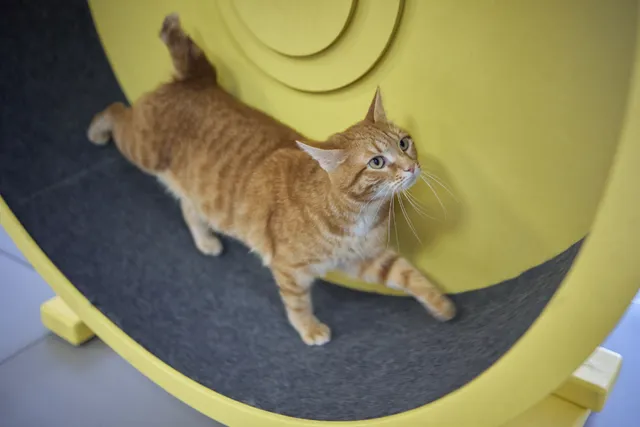 9 DIY Cat Exercise Wheels to Make Today (With Pictures)