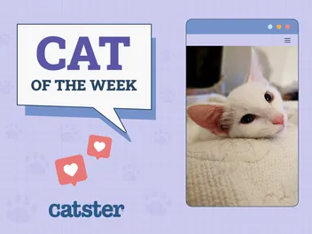Catster Photo Contest: Cats of the Week Winners (July 3, 2025)
