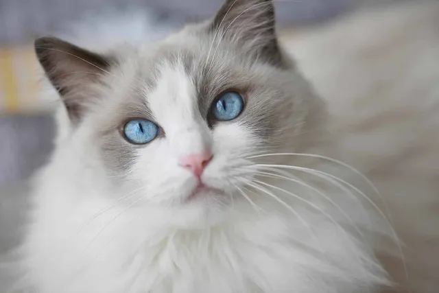 Do Cats Have Eyelashes? Vet-Reviewed Anatomy Facts & Conditions