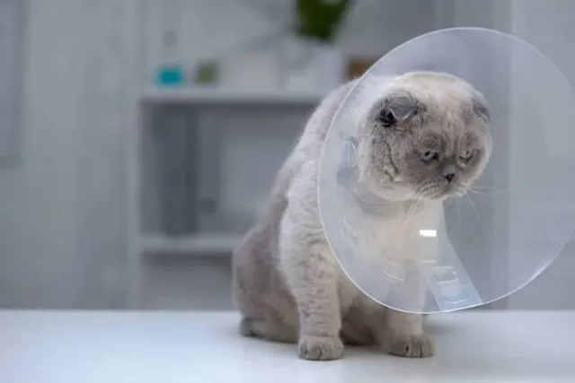 Is Rabies Common in Cats? Vet Approved Facts & Stats