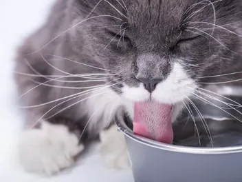 10 Best Stainless Steel Cat Water Fountains in 2026 - Reviews & Top Picks