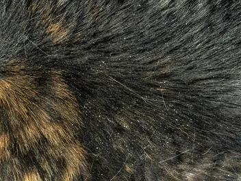 How to Get Rid of Cat Dandruff: 6 Vet-Approved Tips and Tricks