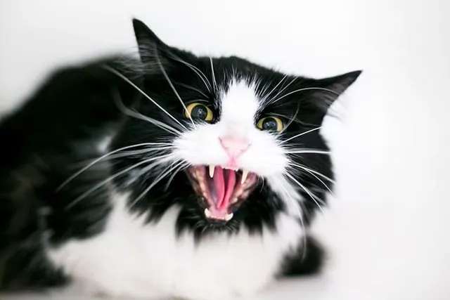 Do You Have an Aggressive Cat? Vet-Reviewed Triggers and Management