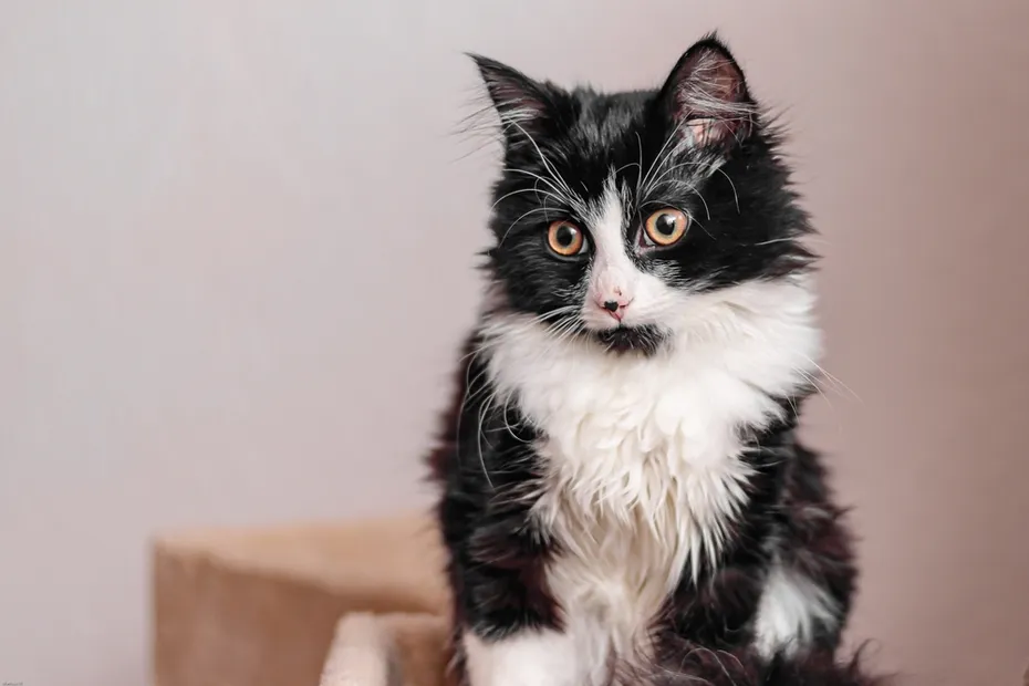 Norwegian Forest Cat with nose spots