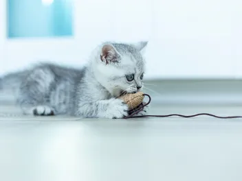Why Does My Kitten Want to Play at Night? Vet-Approved Reasons & Tips
