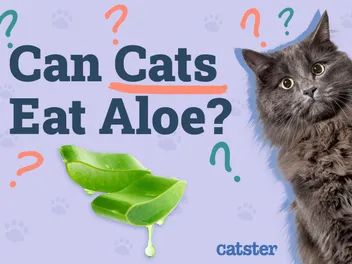 Can Cats Eat Aloe? Vet-Approved Safety Guidelines