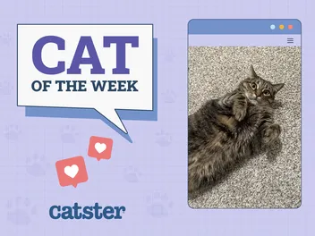 Catster Photo Contest: Cats of the Week Winners (December 12, 2024)