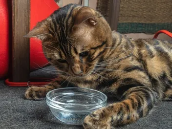 5 Possible Reasons Why Your Cat Isn't Drinking Water: Vet-Reviewed Facts, Remedies & Info