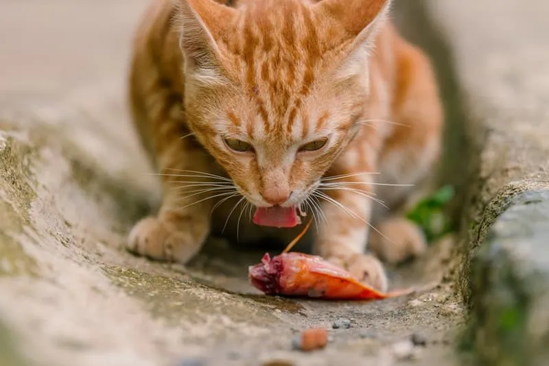Orange Cat eat raw Fish