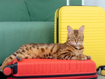 7 Pet-Friendly Hotels in Grand Junction, CO (2026 Update)