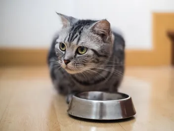Fantastic Pet Pantries and Where to Find Them
