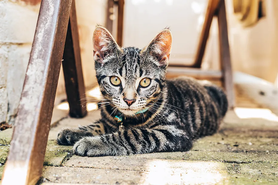 grey tabby cat lying on the paved floor