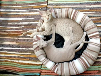 10 DIY No Sew Cat Beds To Create at Home: Vet-Approved (With Pictures)