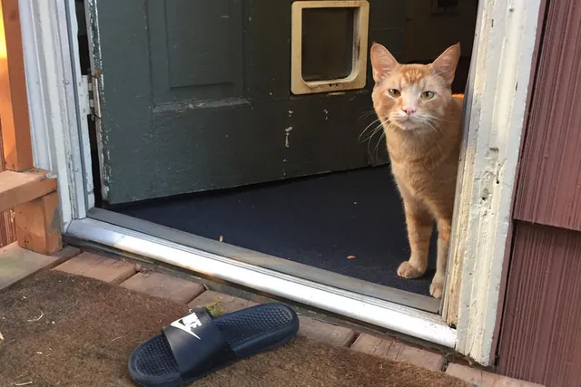 Snorri the Flip-Flop Stealing Cat: We Chat With His Owner