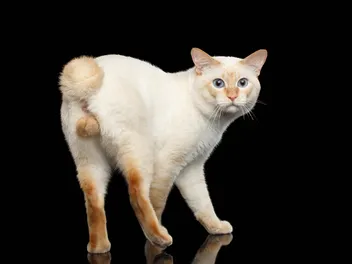 Short Spine Syndrome in Cats: Vet-Reviewed Signs, Diagnosis & Treatment