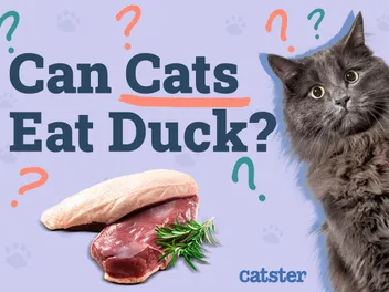 Can Cats Eat Duck? Vet-Approved Nutritional Facts & FAQ