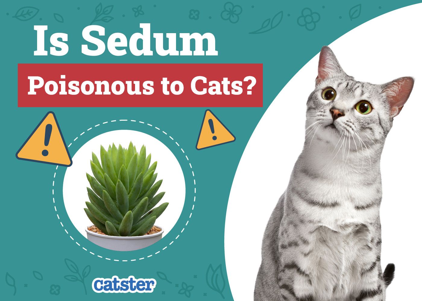 Catster_Is Sedum Poisonous to Cats