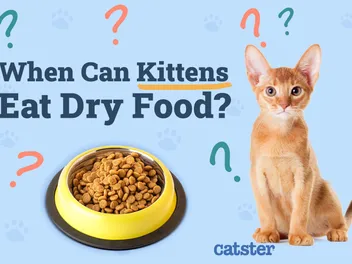 When Can Kittens Eat Dry Food? Vet Approved Facts & FAQ