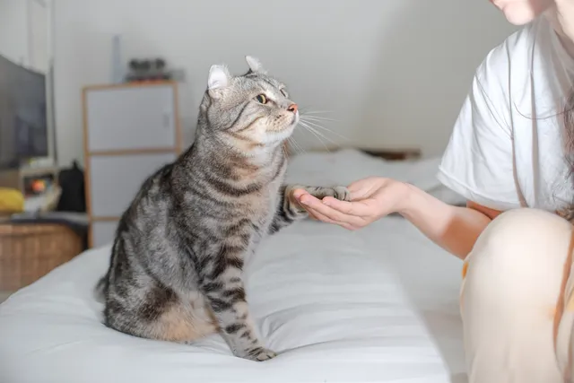 How to Train Your Cat to Be a Therapy Cat: 5 Vet-Reviewed Tips