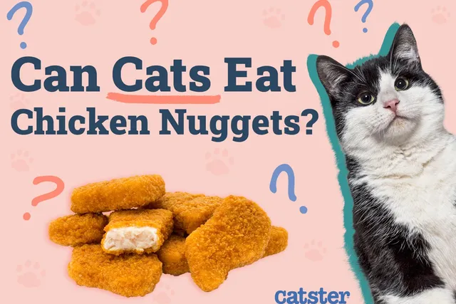 Can Cats Eat Chicken Nuggets? Vet-Verified Facts & FAQ