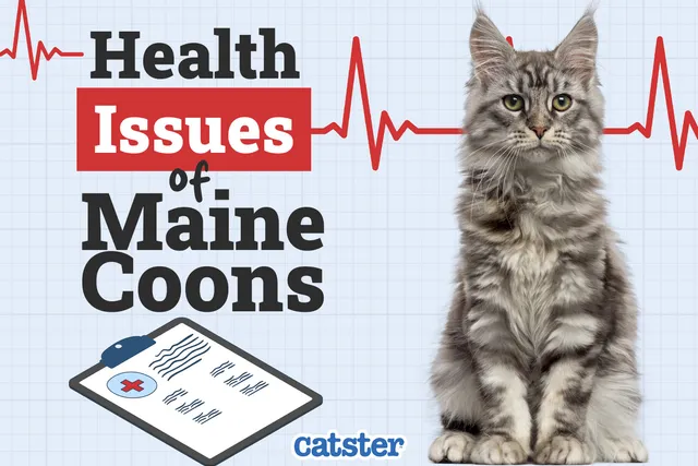 Maine Coon Cat Health Problems: 8 Vet-Reviewed Issues