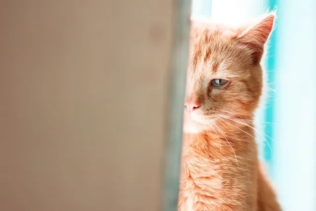 Do Cats Cry When They’re Sad? Vet Approved Facts & Care Tips