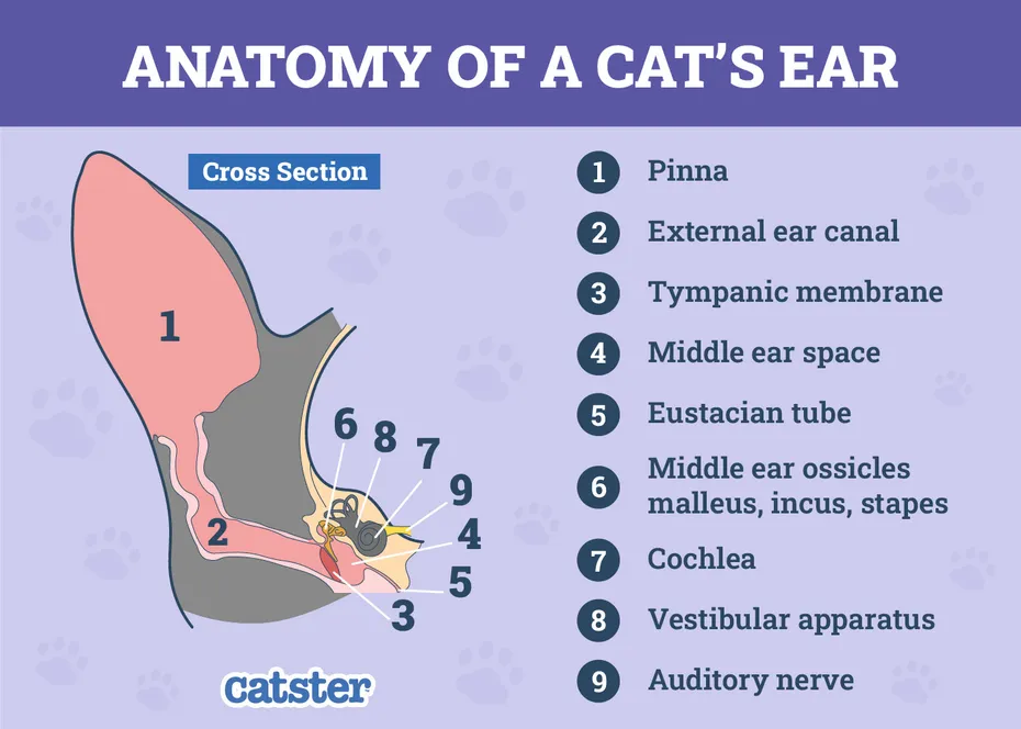 Anatomy of Cats Ear