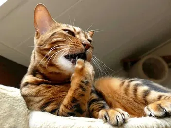 My Cat Stopped Grooming: Vet-Reviewed Reasons & Advice