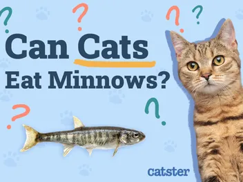 Can Cats Eat Minnows? Vet-Reviewed Facts & FAQ