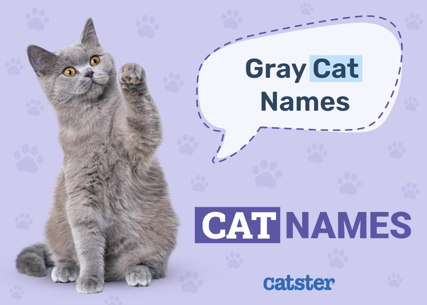 Grey Cat Names