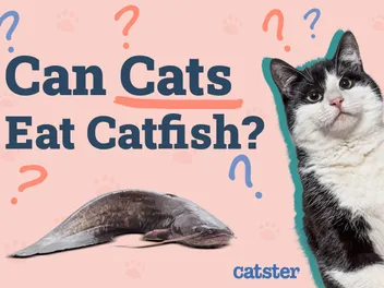 Can Cats Eat Catfish? Vet-Approved Nutritional Facts & Advice