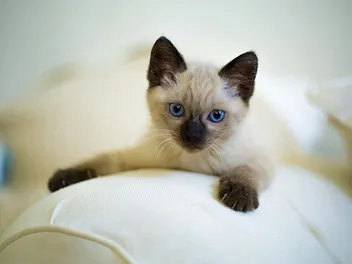 Siamese Kittens for Sale in Maryland: Breeders List 2026