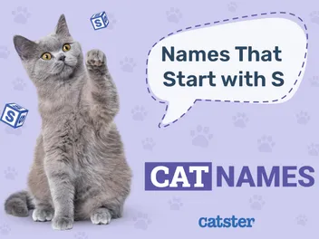 Most Popular Cat Names That Start With S: Perfect Names for Your Loving Pet