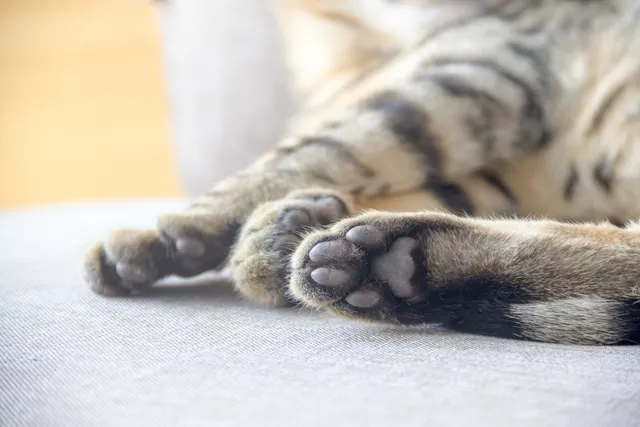 Cat Paw Pads: Vet-Verified Anatomy & Functions Explained (With Diagram)