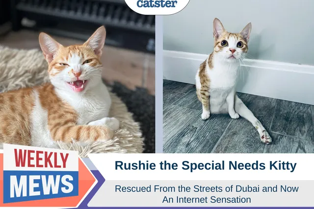 Rushie the Special Needs Kitty: Rescued From the Streets of Dubai & Now an Internet Sensation