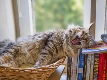 48 Cat Puns: Funny & Adorable Word Play for Cats