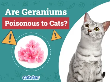 Are Geraniums Poisonous to Cats? Vet-Verified Facts & Info