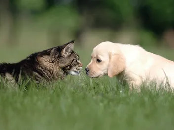 How to Tell if a Dog Will Be Aggressive Towards Cats? 8 Vet-Reviewed Signs to Look For