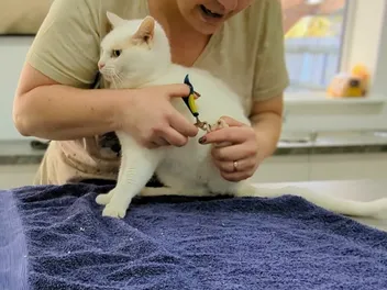 How to Cut Your Cat's Claws: Dr. Karyn's Tips (with Video)