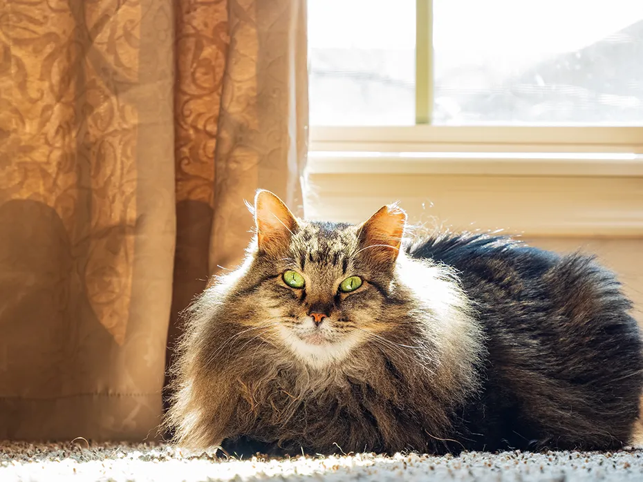 Maine Coon mix cat indoor near the window