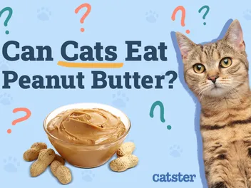 Can Cats Eat Peanut Butter? Vet-Reviewed Facts & FAQ