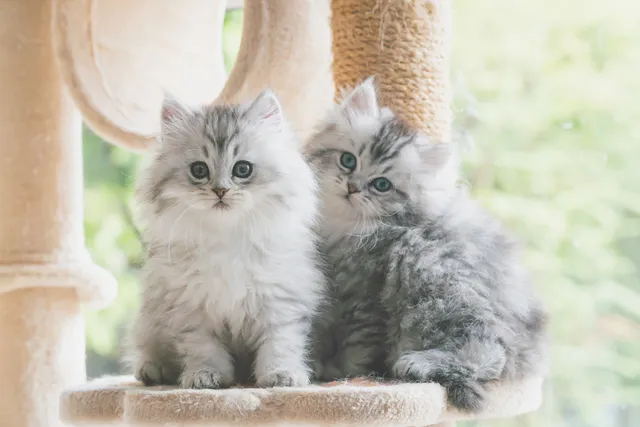Persian Kittens for Sale in Washington: Breeders List 2026