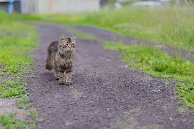How Do I Find a Lost Cat with a Microchip? Vet-Verified Facts & Safety Tips