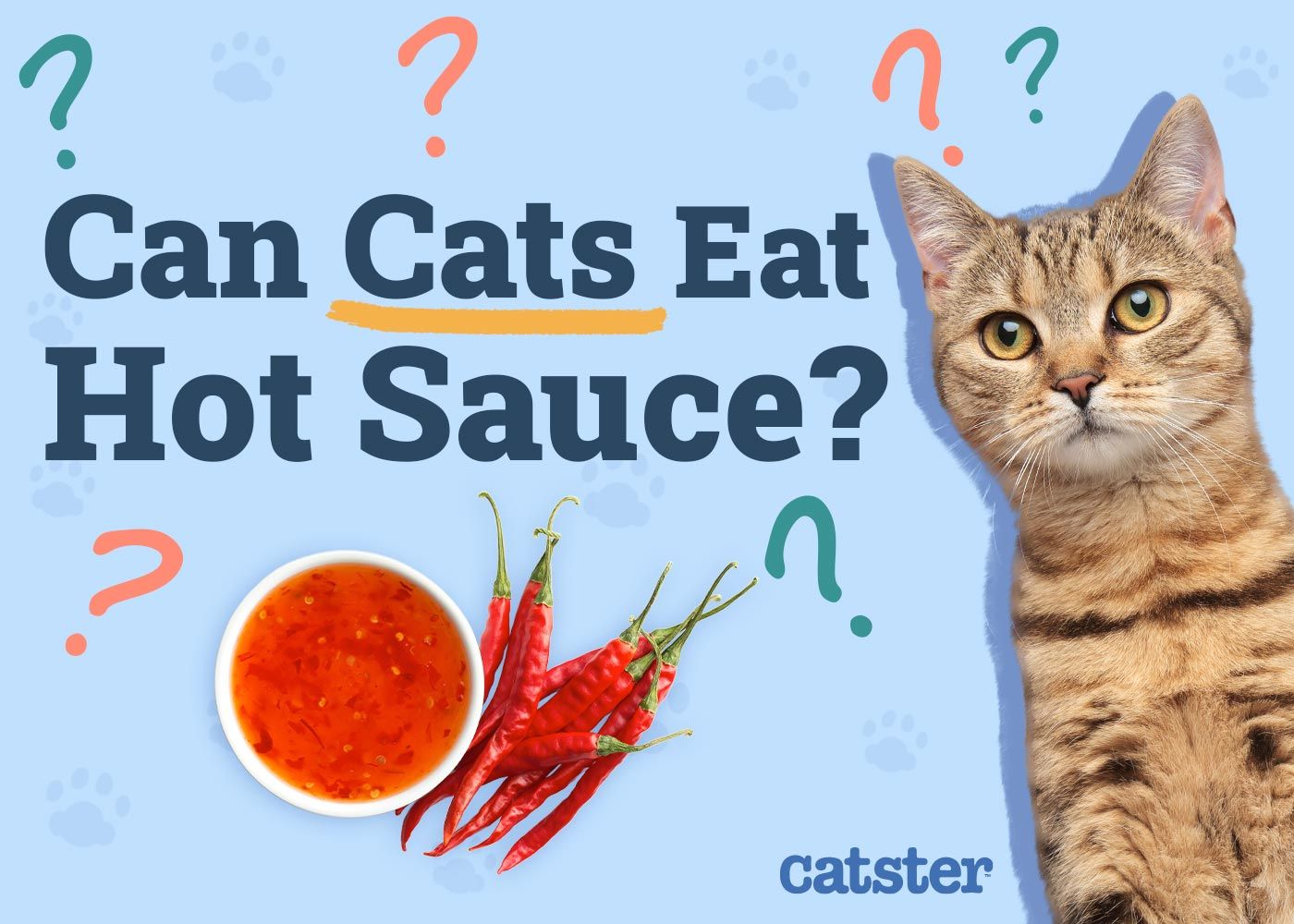 Can Cats Eat Hot Sauce