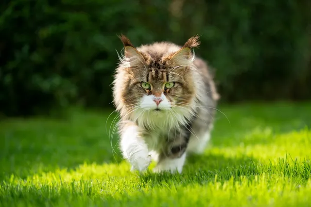 How Far Do Cats Roam? Vet-Verified Facts & Safety Tips