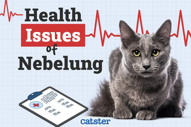 Nebelung Cat Health Problems: 6 Common Issues