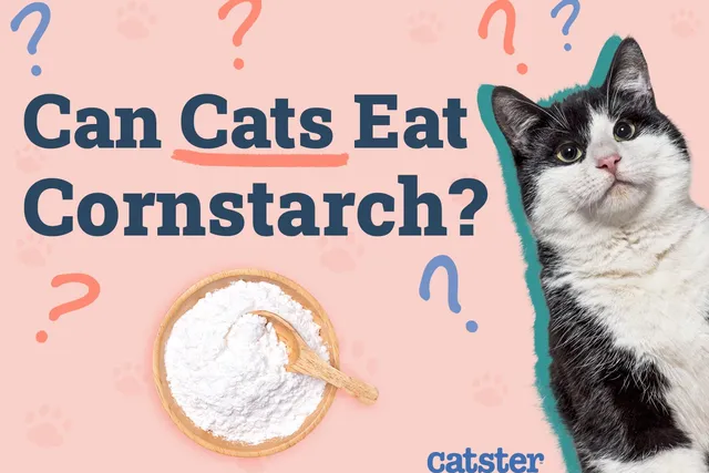 Can Cats Eat Cornstarch? Vet-Reviewed Health Risks & Advice