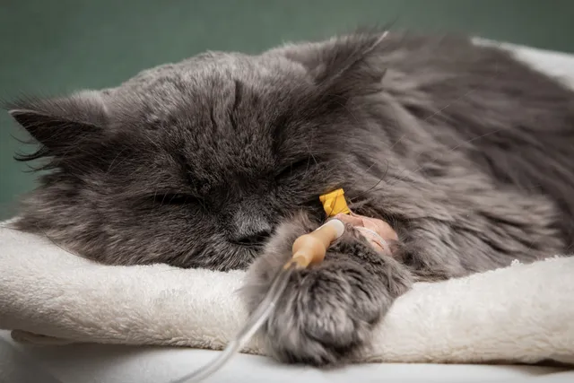 Pet Poison Prevention Awareness Month: When & What Is It?