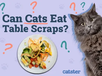 Can Cats Eat Table Scraps? 6 Vet-Reviewed Things to Consider