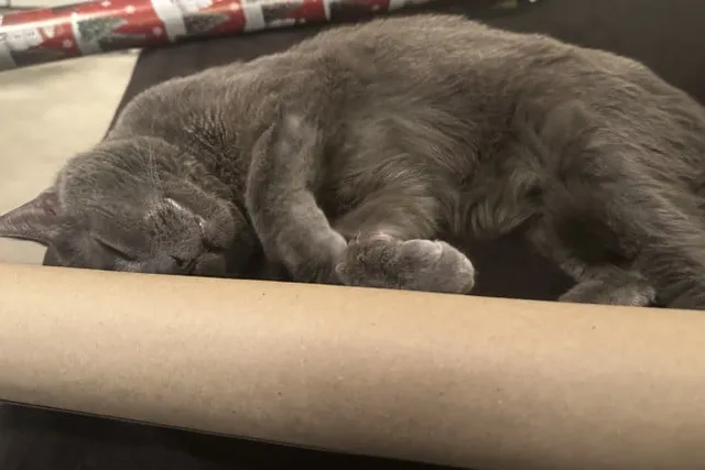 The Sleeping Habits of Cats: Olga’s Preferences